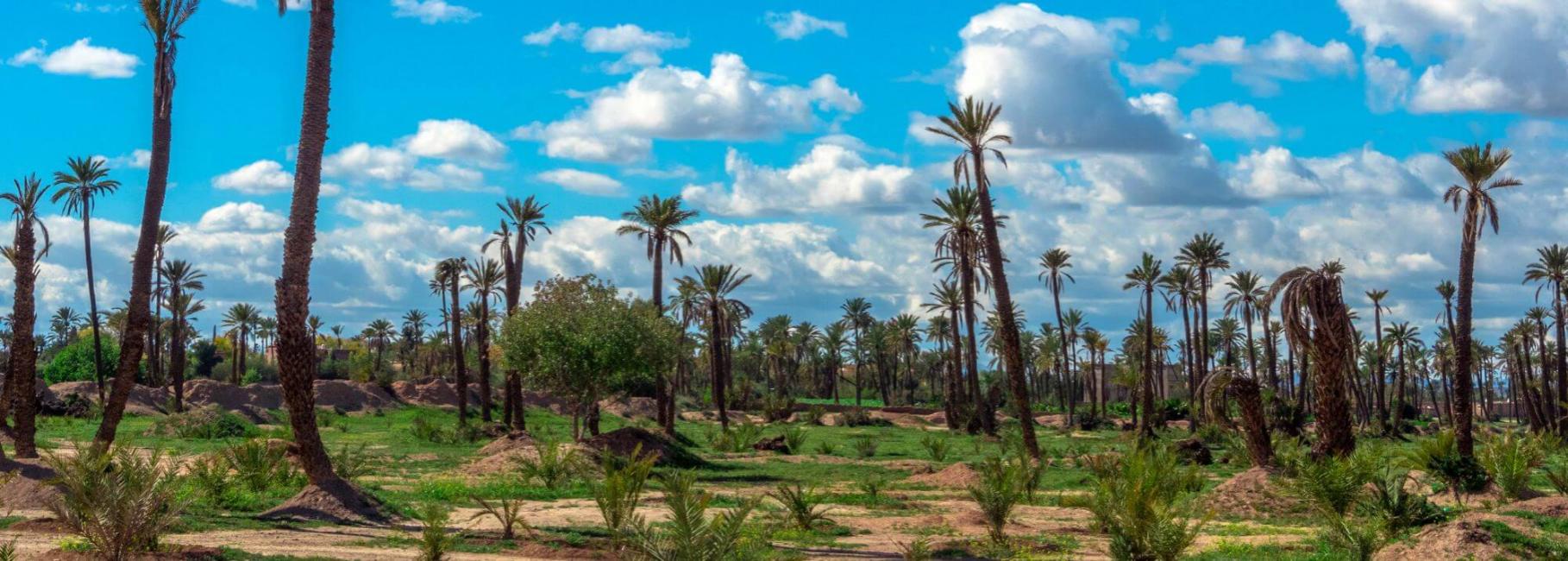 marrakech agriculture trip header slk fe canva